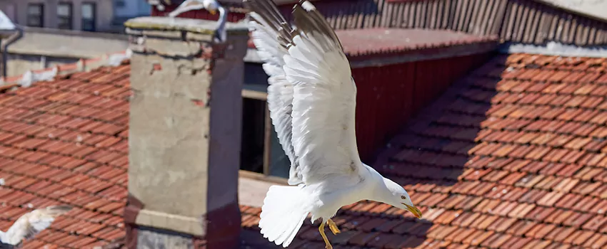 Residential Chimney Animal Removal Solution in Anaheim, CA